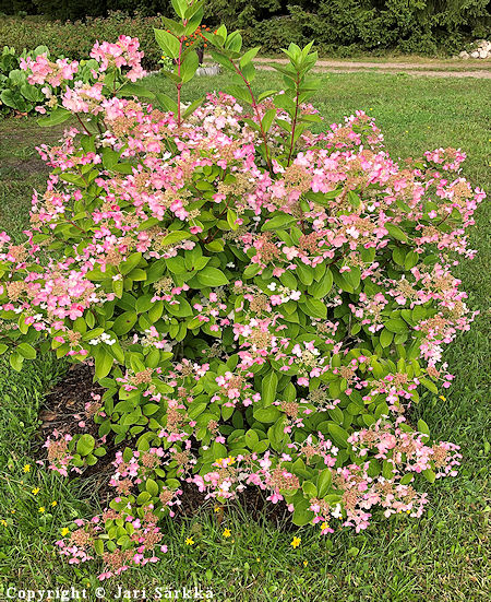 Hydrangea paniculata 'Early Sensation', japaninhortensia